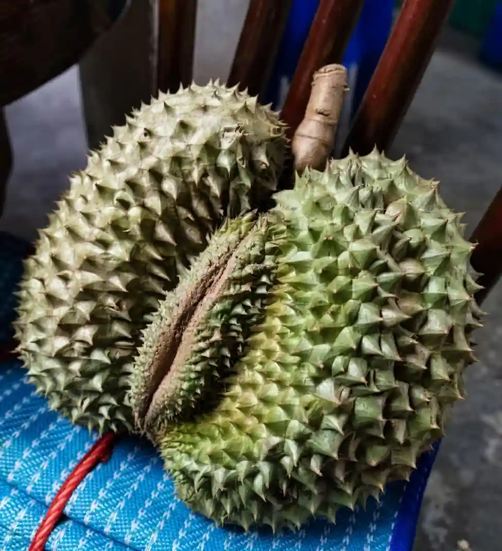 Gambar tebakan